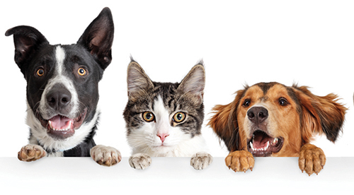 Funny happy dogs and cats peeking over blank white web banner or social media cover with paws hanging over - Pets section in Seniors' Directory Funny happy dogs and cats peeking over blank white web banner or social media cover with paws hanging over - Pets section in Seniors' Directory