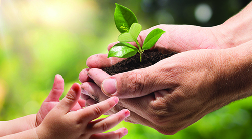 hands of a child taking a plant from the hands of a man - garden